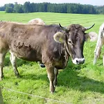 Andreashof Фермерский дом Heimenkirch
