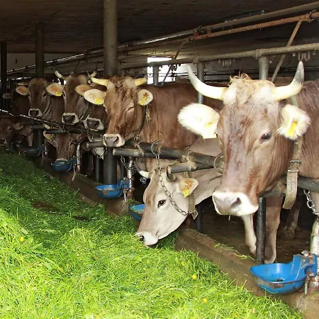 Alloggio per agriturismo Andreashof Heimenkirch