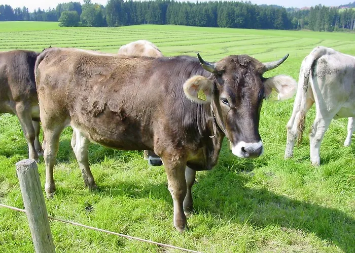 Andreashof Farma Heimenkirch