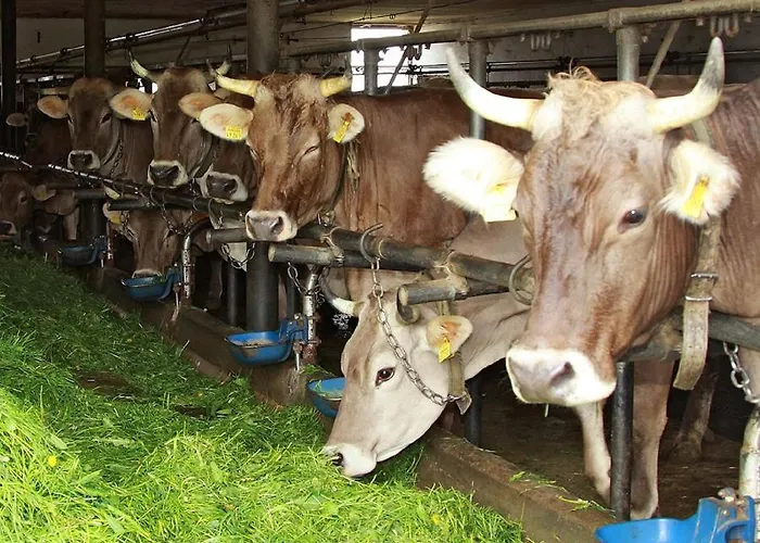 Farma Andreashof Heimenkirch